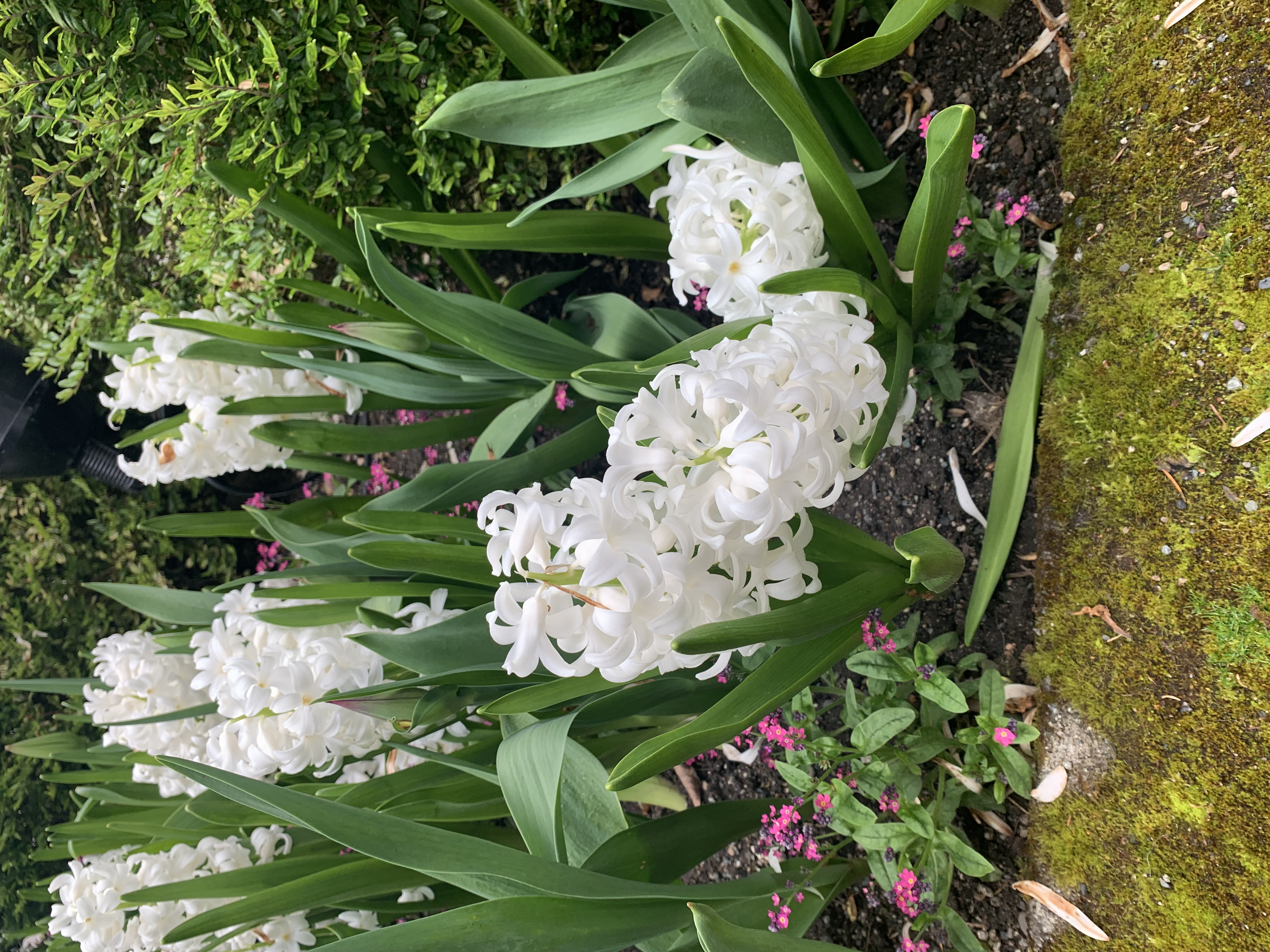 white flowers in flower bed