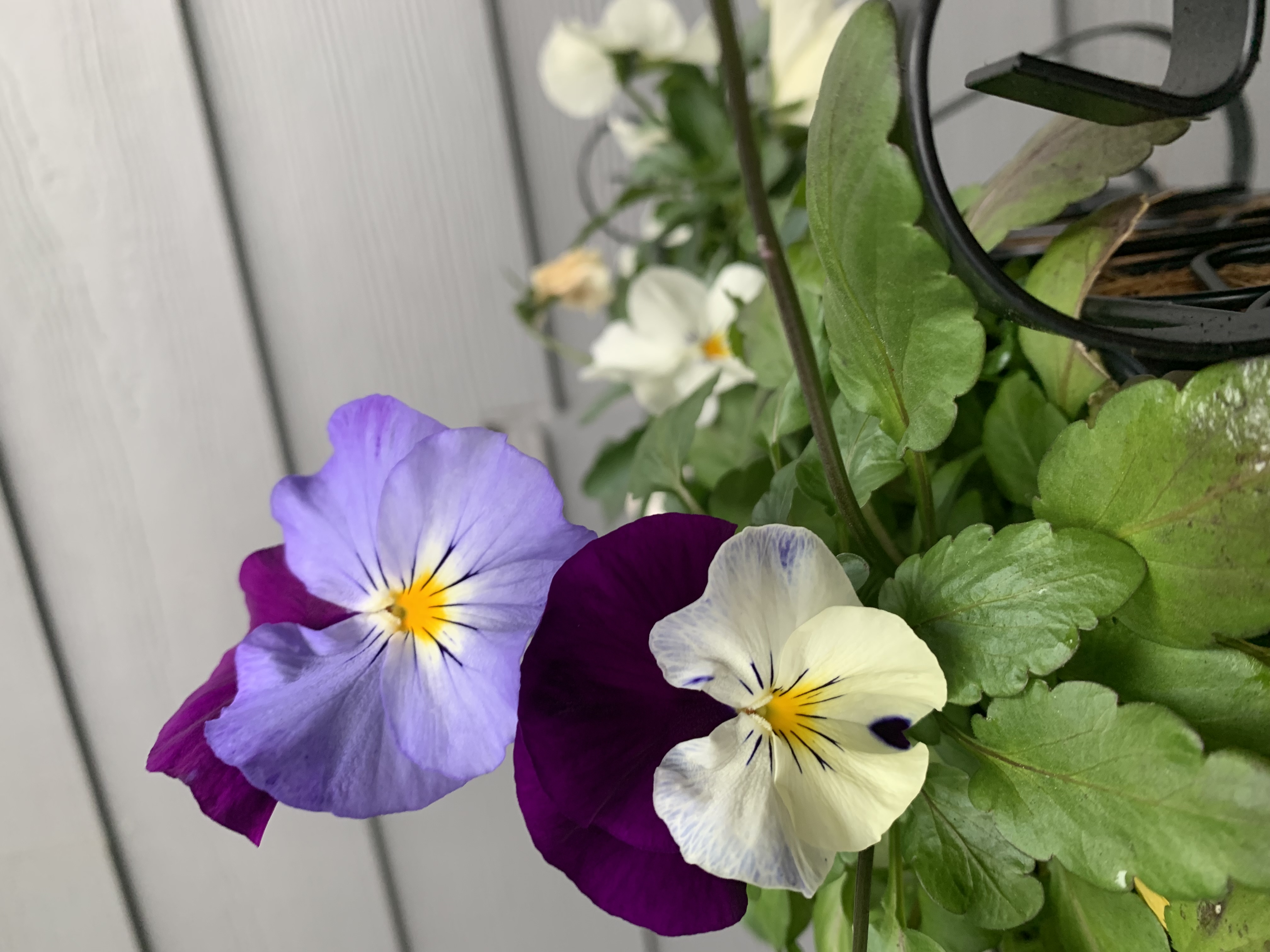white, purple, and yellow violas in flower box