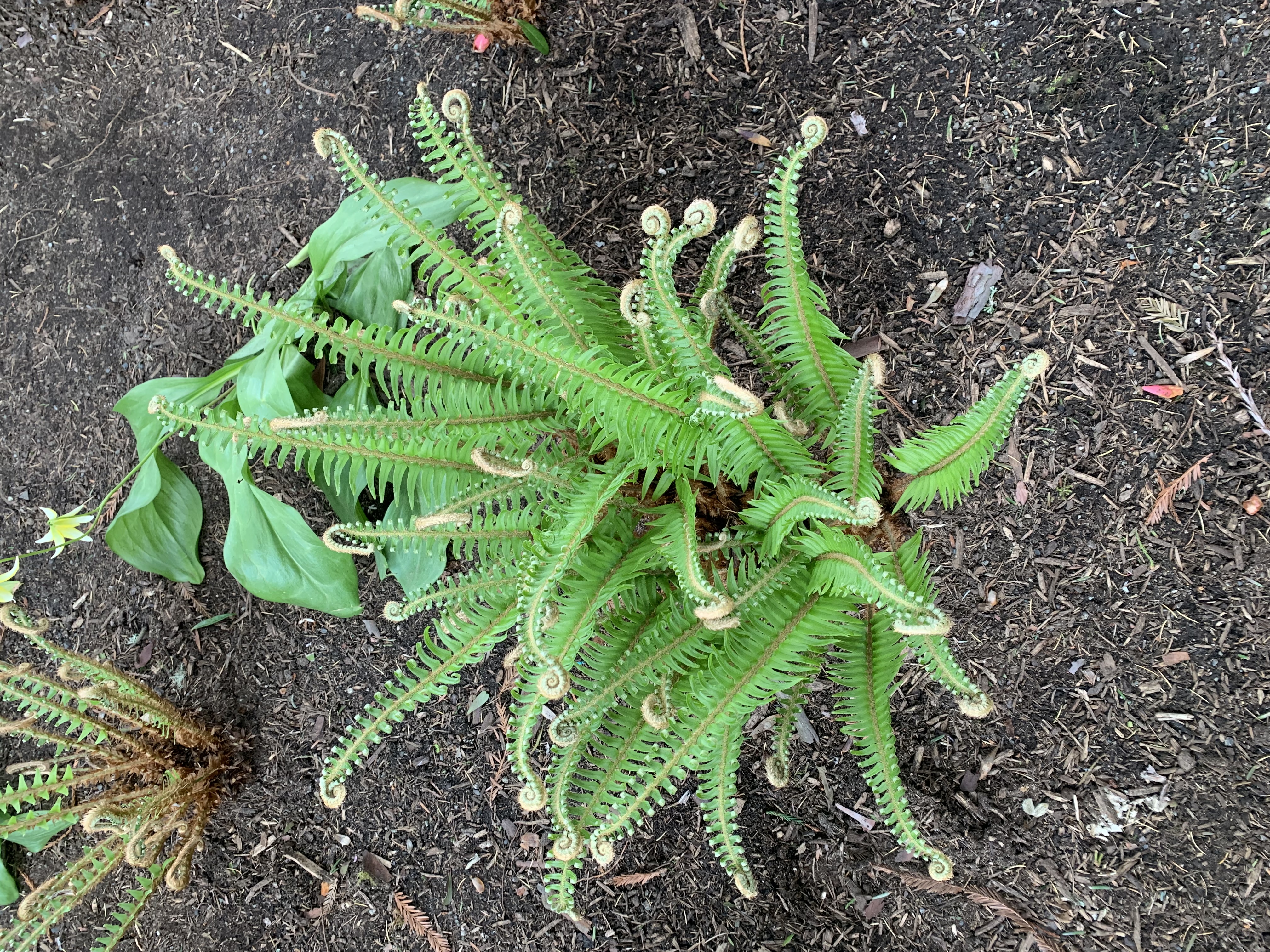 fern