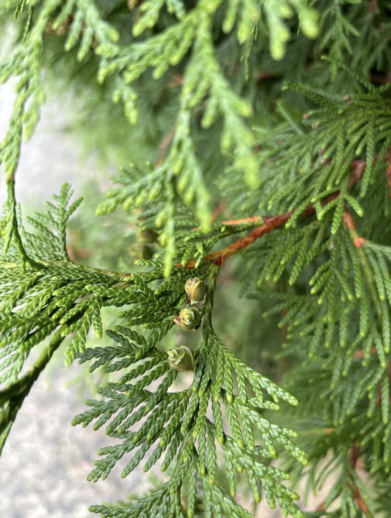 fern