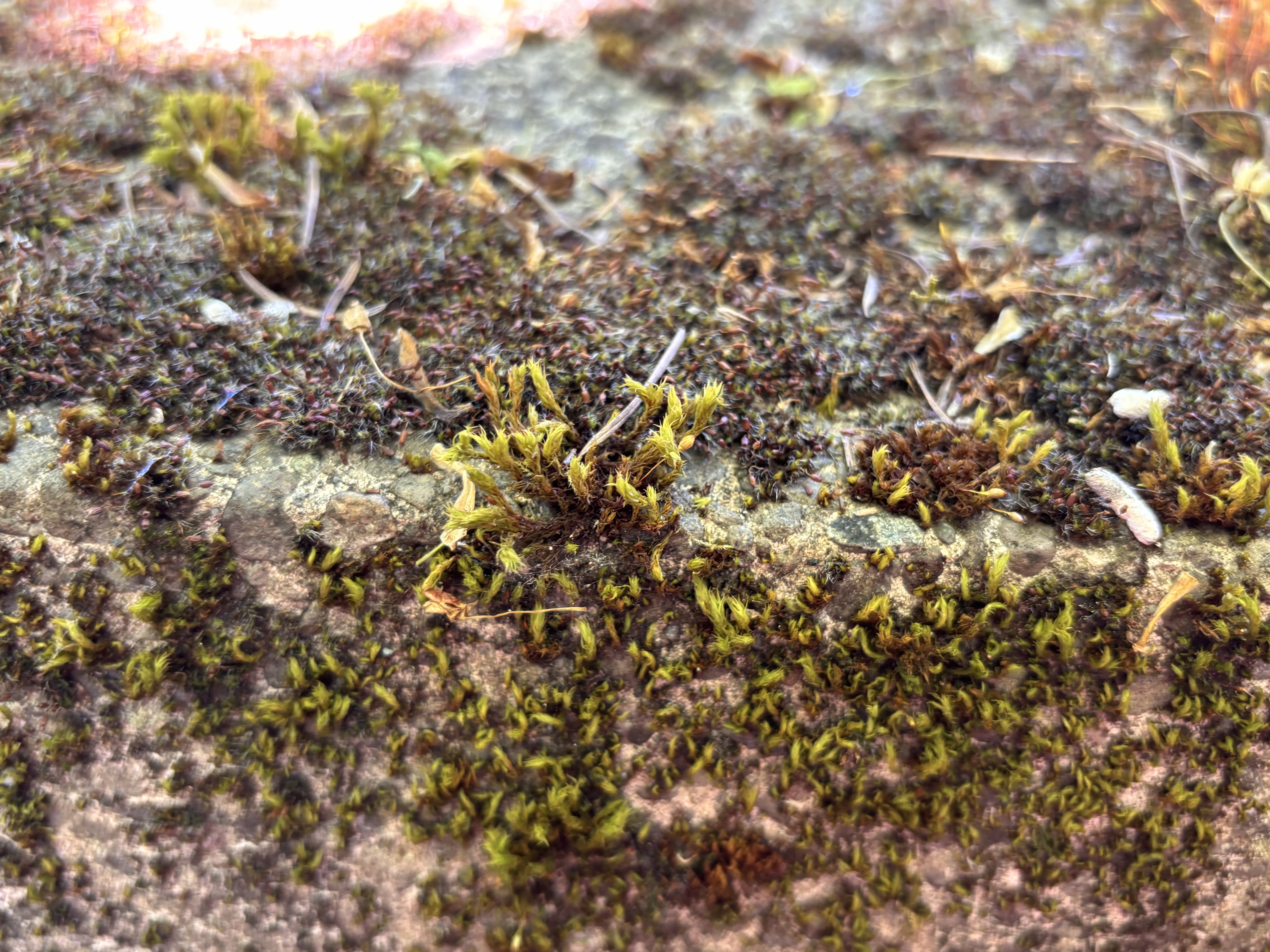 fern