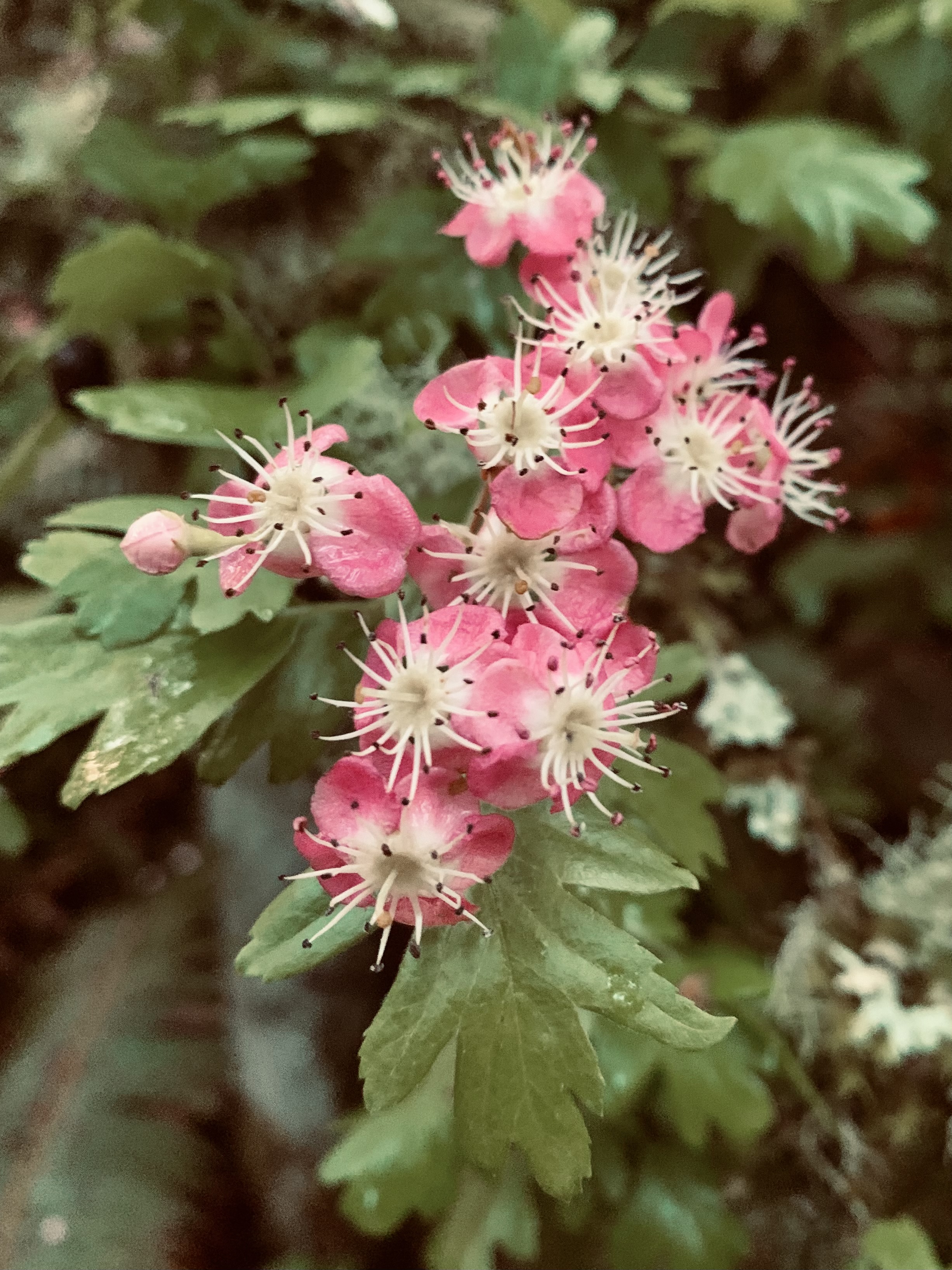 purple flowers with exaggerated stamens, green leaves
