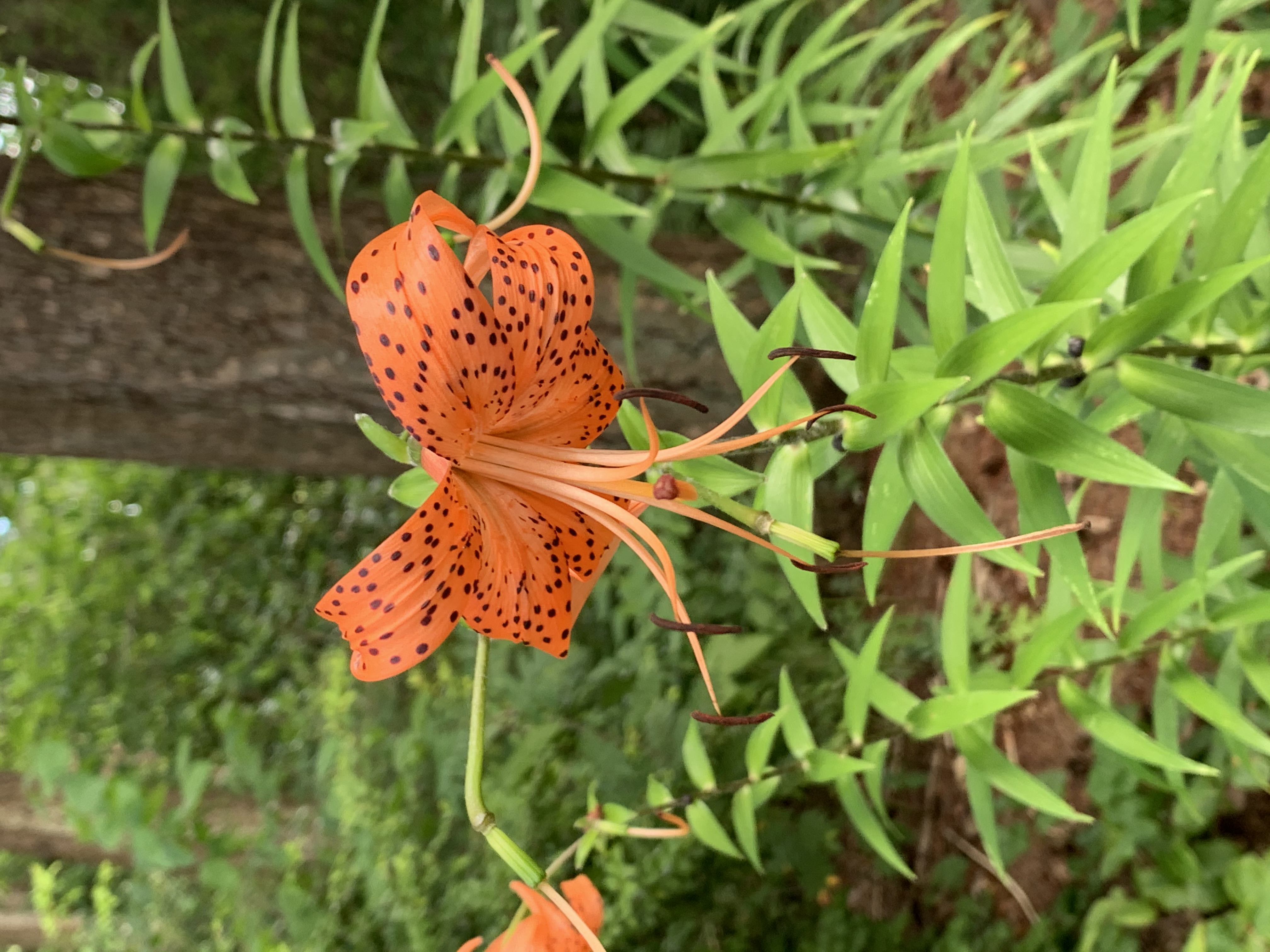 orange and yellow spotted lily