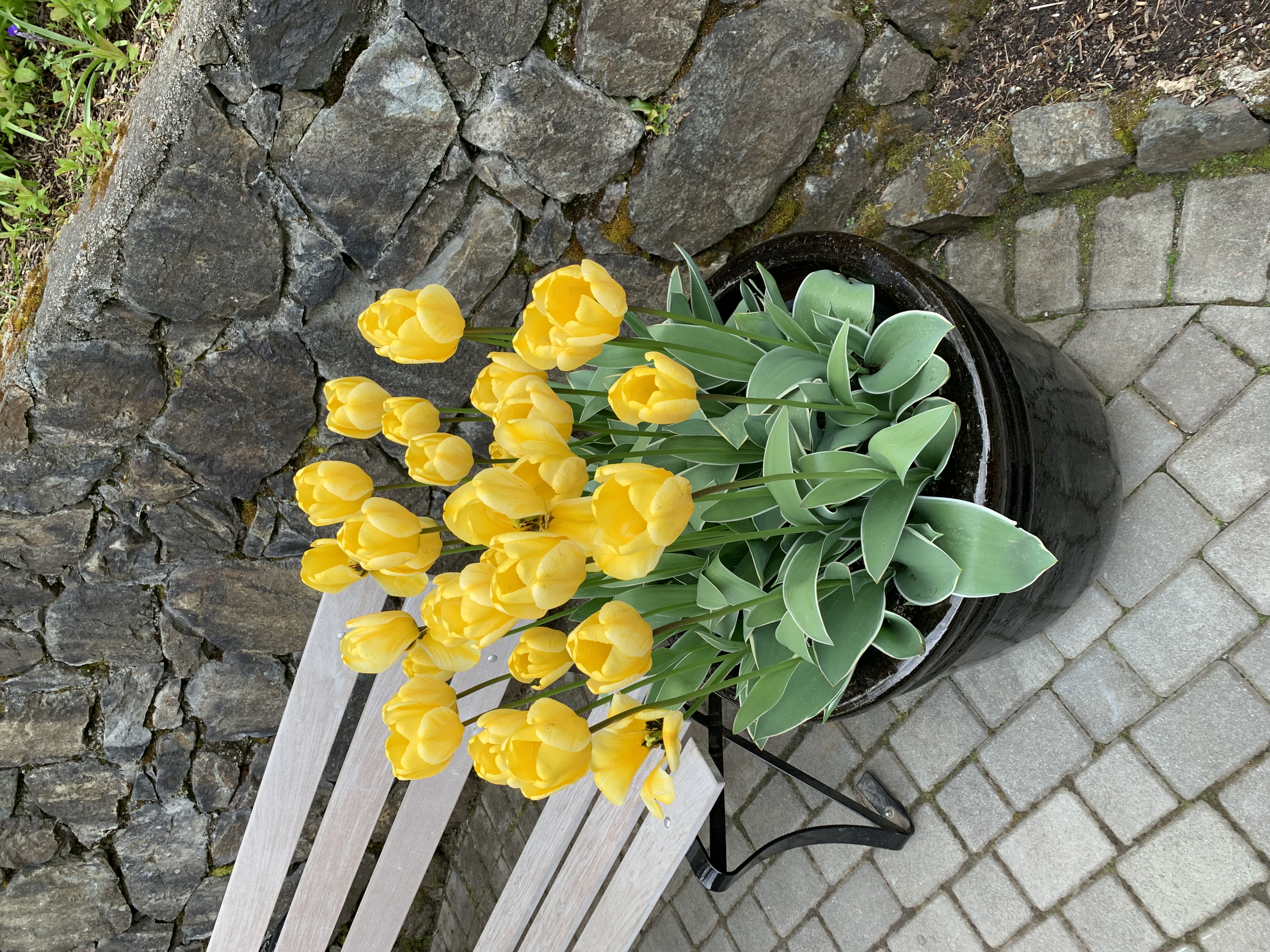 yellow tulips in pot